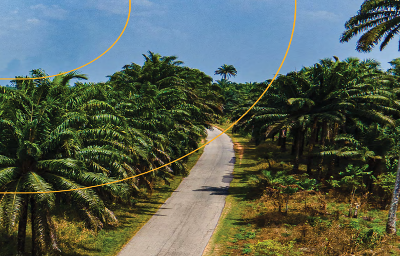 Palmoil plantation in the Niger-Delta region, south-south Nigeria